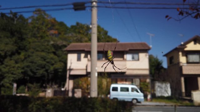 Joro Spider, large orb weaver in Japan with neighborhood background