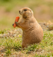 black tailed prairie dog with carrot in hands