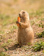 black tailed prairie dog eating carrot