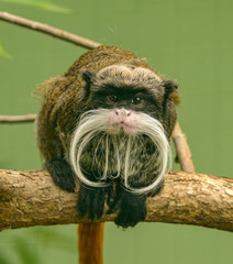 emperor tamarin (saguinus imperator) monkey