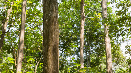 Teak tree in the forest 