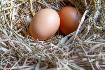 Chicken eggs in the ovary
