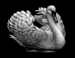 The swan is swimming. Hand-drawn, artistic, black and white sketch of a swan bird on a black background.