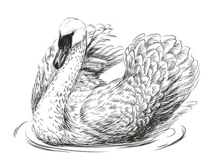 The swan is swimming. Hand-drawn, artistic, black and white sketch of a swan bird on a white background. - 309777959
