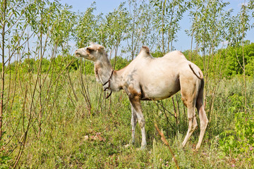 A young camel among the bushes. He wants to eat. The concept of exploitation and cruelty to animals.