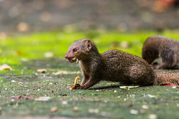 Indian Grey Mongooses