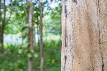 Teak tree in the forest with blurred background