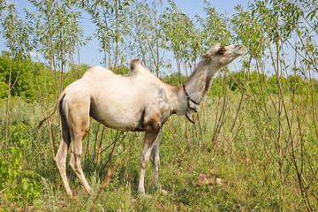 A young camel eating leaves from tree branches.  The concept of exploitation and cruelty to animals.