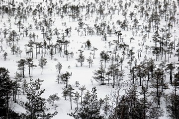 The snow covered lonely naked trees in swamp area. Winter time. Graphic tree winter background.