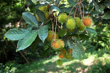 Rambutan