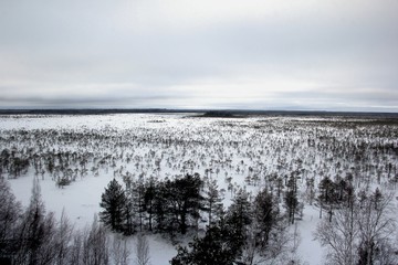 The snow covered lonely naked trees in swamp area. Winter time. Graphic tree winter background.