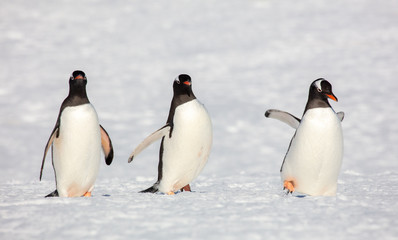 Obraz premium Three Gentoo Penguins