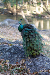 Obraz premium Peacock standing on the rocks