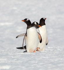 Three Gentoo Penguins 