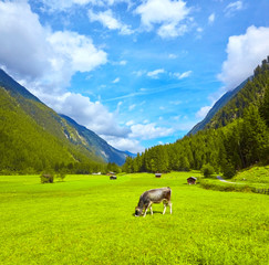 Fototapeta na wymiar Beautiful mountain panorama in the Stubai Valley, with grazing cows.