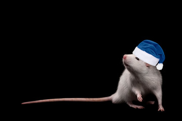 Young funny gray rat in blue Christmas hat isolated on black background. Rodent pets.