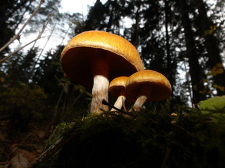 KODAK Digital Still Camera © Dawid