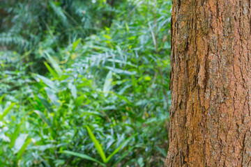 tree in the forest with blurred background