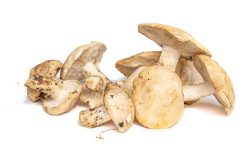 Champignons