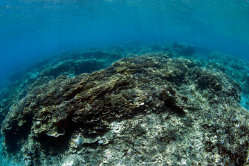 A lot of hard corals in clear blue ocean. Underwater world of Bali.