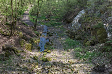 Beautiful landscape in the forest.