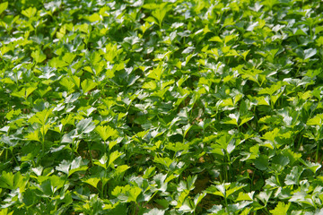 Fototapeta premium coriander background nature