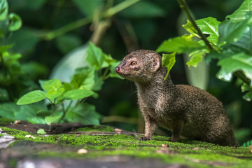 Indian Grey Mongooses