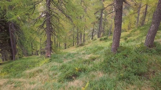 4K Aerial view of larch tree forest 