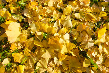 金色に輝くイチョウの絨毯 代々木公園
