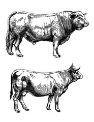 graphics illustration farm animals set farm cows