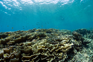 Fototapeta na wymiar A lot of hard corals in clear blue ocean. Underwater world of Bali.
