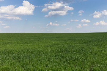 Fototapeta premium Beautiful field landscape.