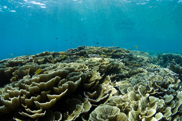 Naklejka na ściany i meble A lot of hard corals in clear blue ocean. Underwater world of Bali.
