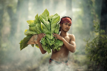 Tobacco farmers collect tobacco leaves. Chaim is working with tobacco plants in Thailand.