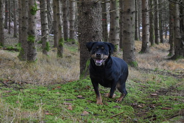 Dog in Forest