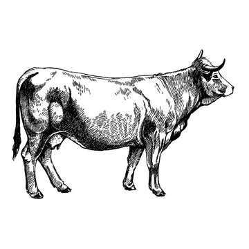 graphics illustration farm animals Obrak cow design