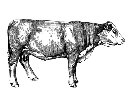 cows graphics illustration farm animals Hereford calf
