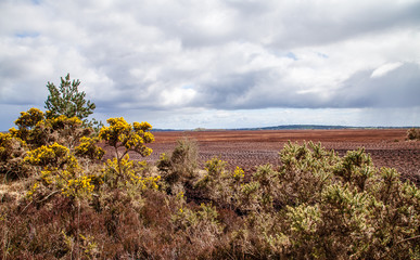 Naklejka premium Landscape