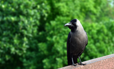 The black crow in bangladesh