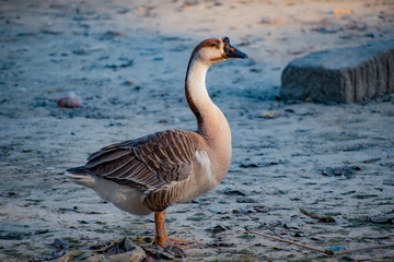 Bangladeshi goose