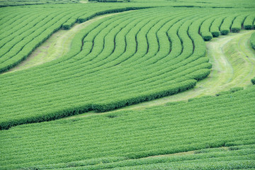 Good green tea trees in the plantation.