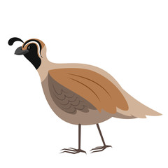 Cartoon quail. Vector illustration on a white background. Drawing for children.