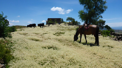 Ausritt - Horses