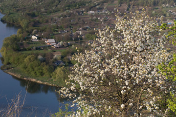 Beautiful cherry tree.