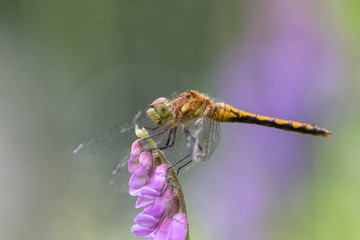 Macro photo of dragonfly on purple flower showing details of legs, face and wings