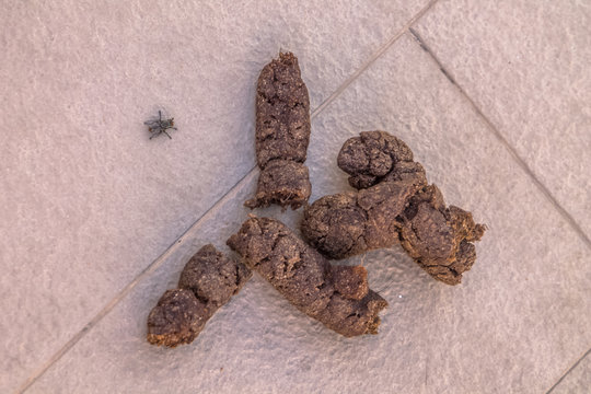 View of a dry dog poop with a fly beside