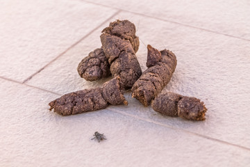 View of a dry dog poop with a fly beside
