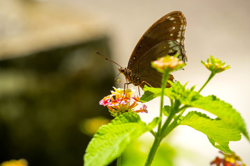 Butterflies on the island twigs , drinking nectar from flowersof the morning look beautiful