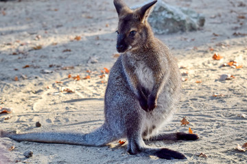 Obraz premium Red-Necked Wallaby Cub Sitting on Ground Portrait