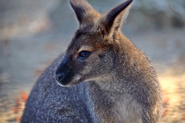Naklejka na ściany i meble Red-Necked Wallaby Head Profile Close up